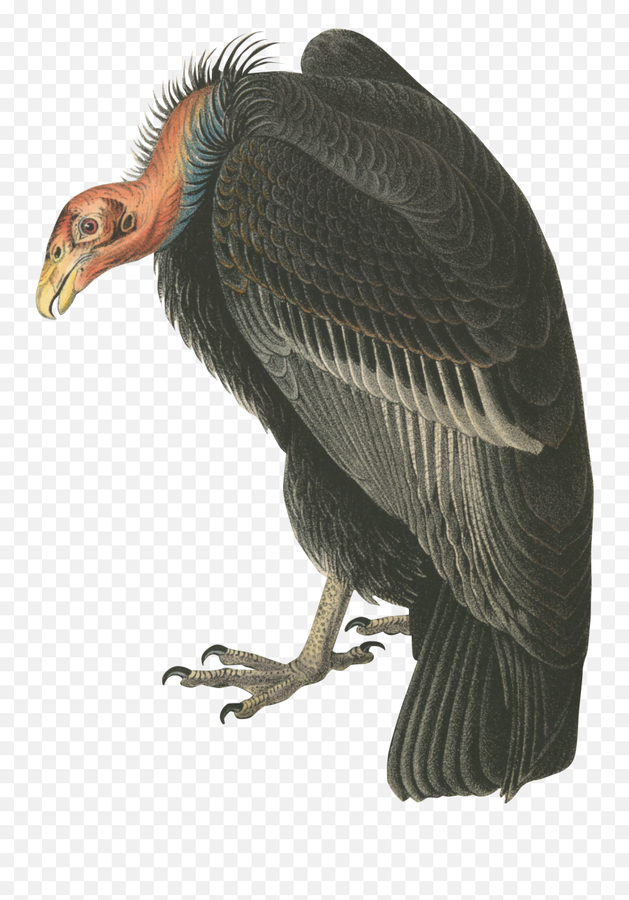 Make Me A Bird - Andean Condor Transparent Background Png,Vulture Transparent