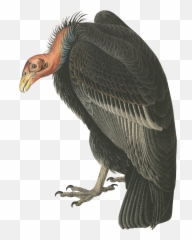 Make Me A Bird - Andean Condor Transparent Background Png,Vulture Transparent