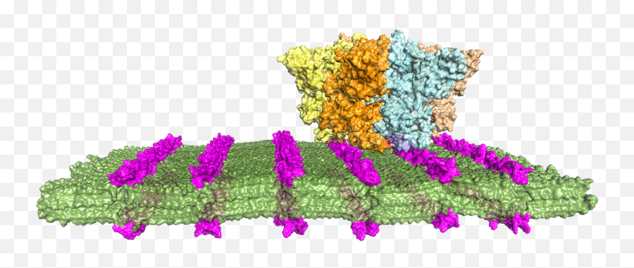 Artificial Antibodies Could Target - Vertical Png,Antibody Png