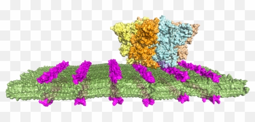 Artificial Antibodies Could Target - Vertical Png,Antibody Png