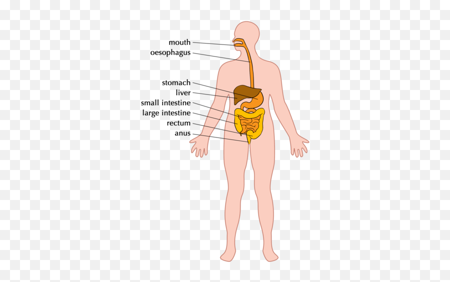 The Digestive System - Example Of The Digestive System Png,Digestive System Png