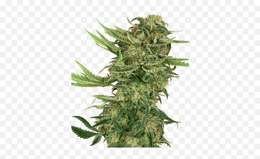 Cannabis N13 Kush De Sensi Seeds - Sensi Seeds N13 Kush Png,Indica Icon