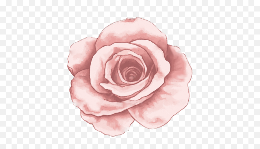 Open Rose Tattoo Full Size Png Download Seekpng - Open Rose Tattoo,Rose Tattoo Png