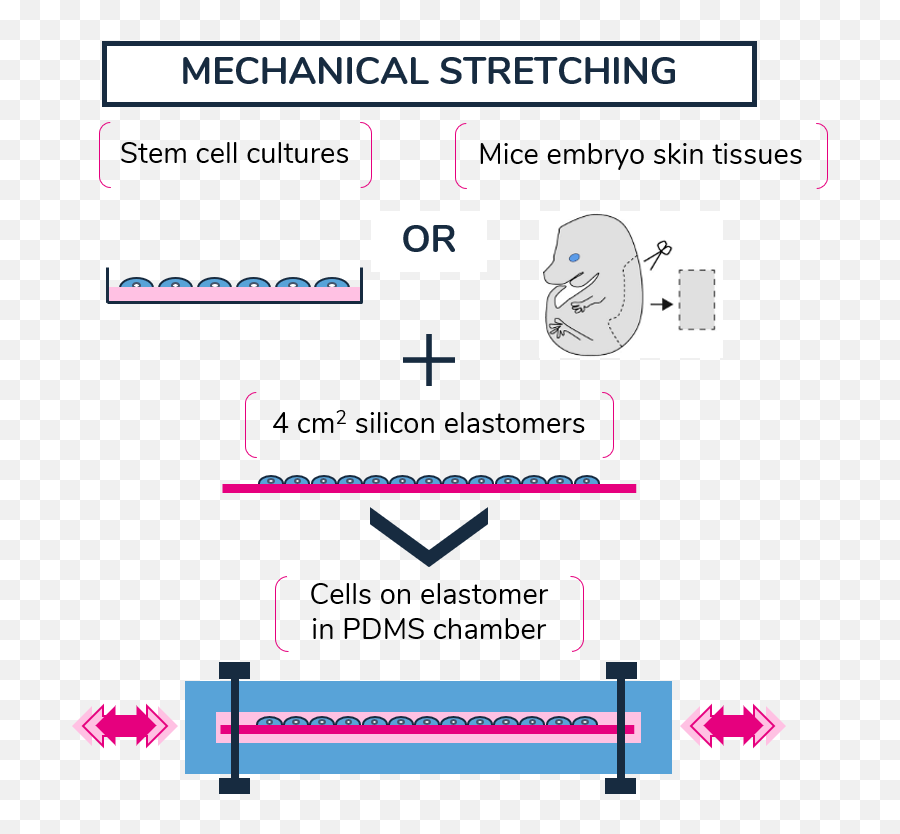 Dna Protection From Mechanical Stress In Cells Using - Vertical Png,Preserved Icon Af1