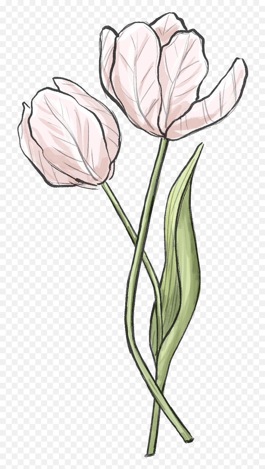 Floral Fine Art Flower Prints U2014 Elena Dragoi - Sketch Png,Iris Flower Icon