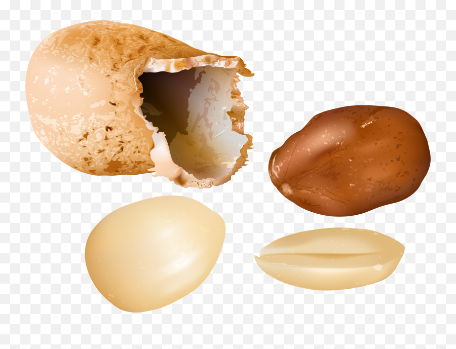 Peanut Clipart Image Transparent Free - Transparent Peanut Png,Peanut Transparent