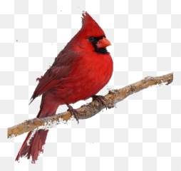 Transparent Background Png Image - Cardinal Bird No