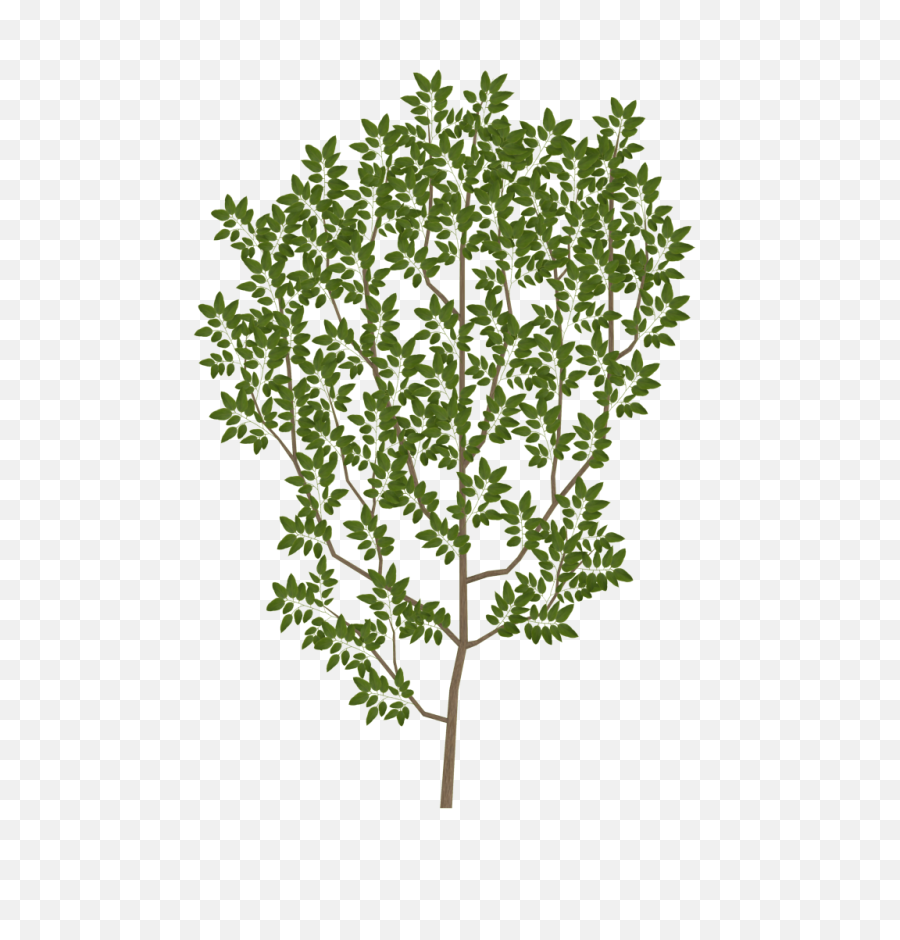 Download Tree Branch Texture Png Image With No - Transparent Tree Leaves Texture,Tree Branch Transparent Background