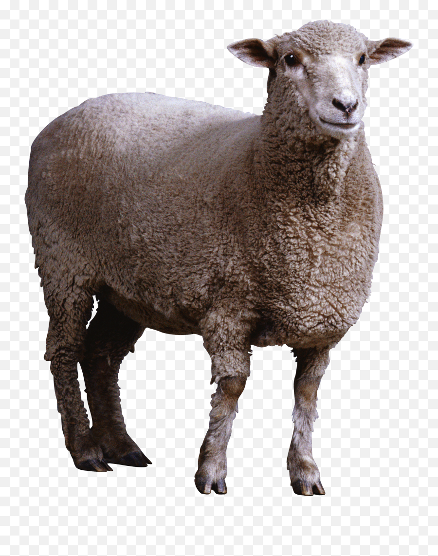 Sheep Png Image With Transparent - Sheep Png,Sheep Png