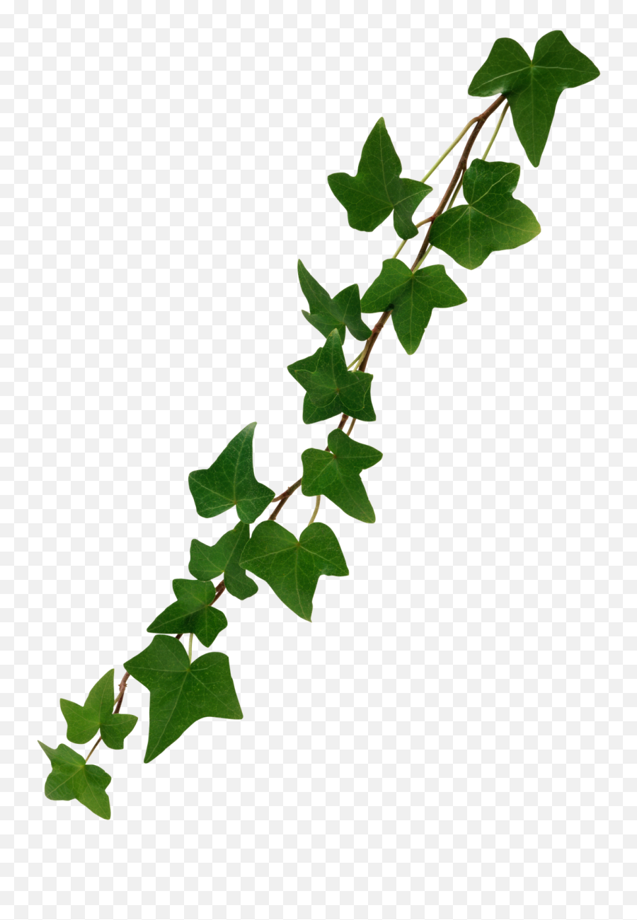 Ivy Vine Png Photo Mart - Ivy Vines Png,Transparent Vine