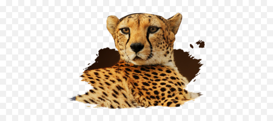 Download Mammals - Cheetah Full Size Png Image Pngkit Cheetah,Cheetah Png