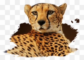 Download Mammals - Cheetah Full Size Png Image Pngkit Cheetah,Cheetah Png