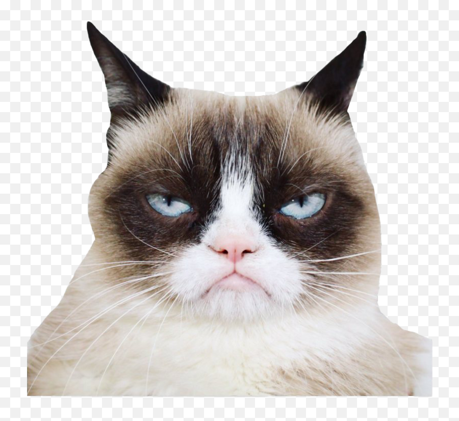 Grumpy Cat Png Photos - Grumpy Cat Face Png,Cat Face Transparent Background