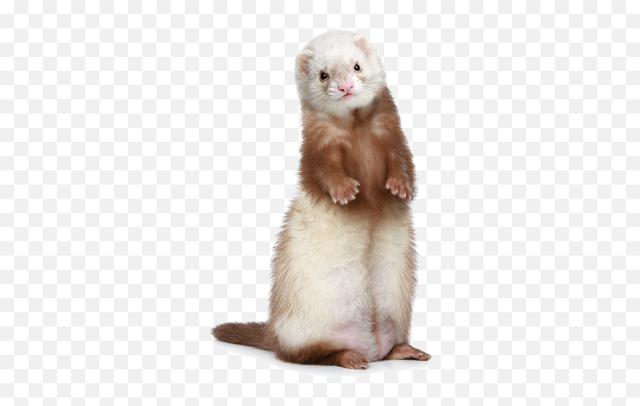 26129 - White Ferret Png,Ferret Png