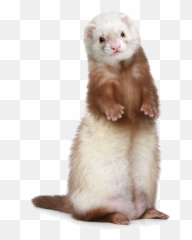 26129 - White Ferret Png,Ferret Png