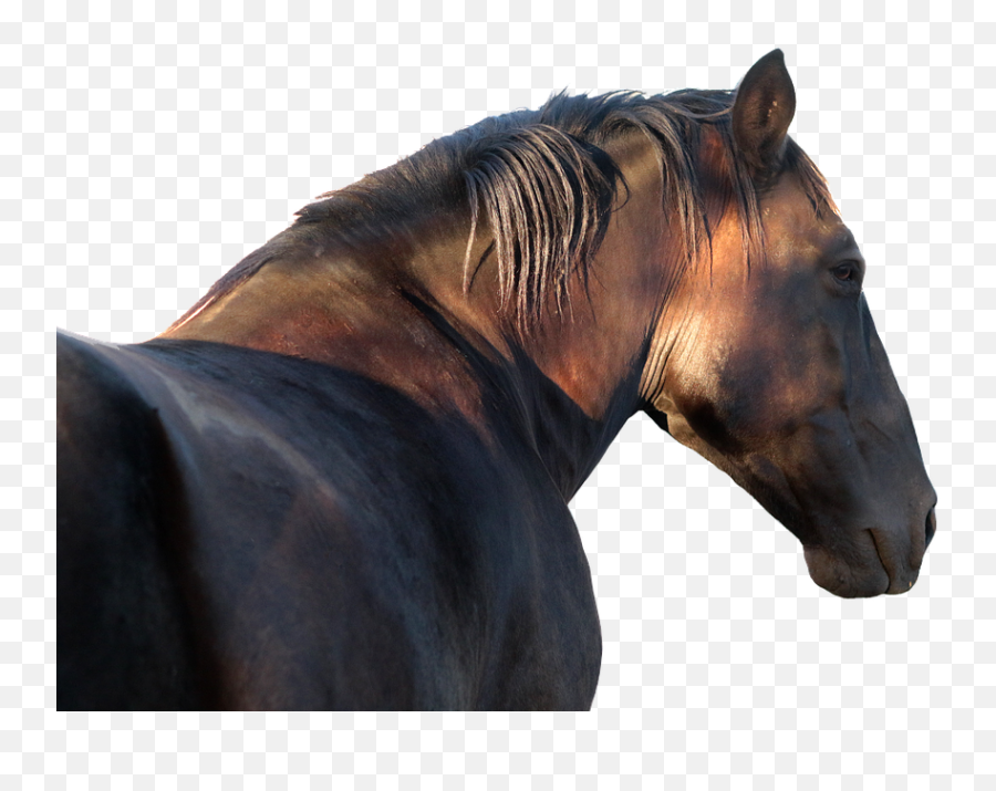 Horse Stallion Profile Png - Garanhão Png,Png File