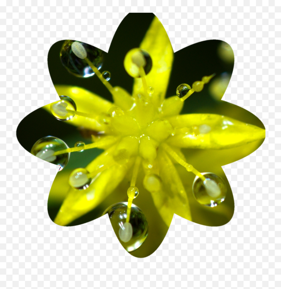 Learn How To Make Circular And Other Photo Crops Using - Water Lily Png,Flower Shape Png