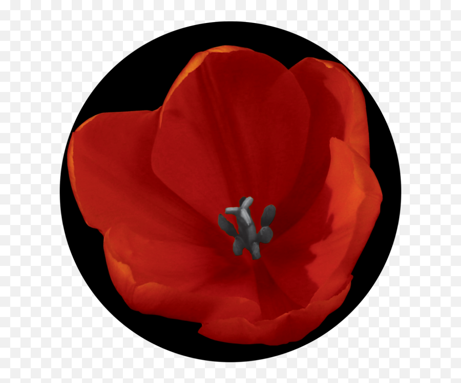 Download Red Tulip - Corn Poppy Full Size Png Image Pngkit Corn Poppy,Corn Stalk Png