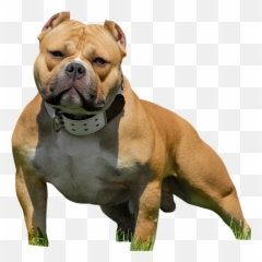 American Bully Pitbull - American Bully Pitbull Png,Pitbull Png