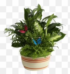 Download Horizon Planter Cream - Houseplant Png,Planter Png
