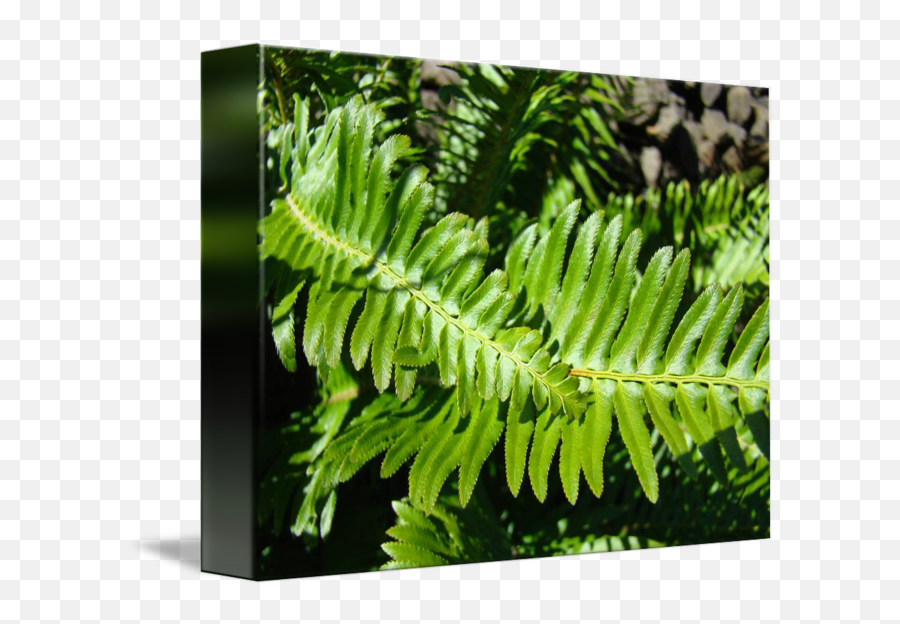 Forest Ferns Art Prints Green Nature Fern By Baslee Troutman Fine - Vertical Png,Ferns Png