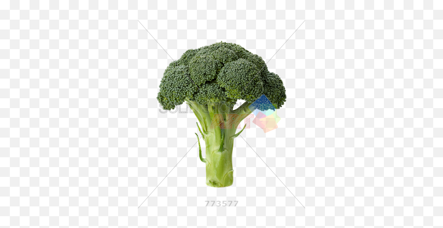 Stock Photo Of Broccoli Head Isolated - Slice Of Broccoli Png,Broccoli Transparent Background