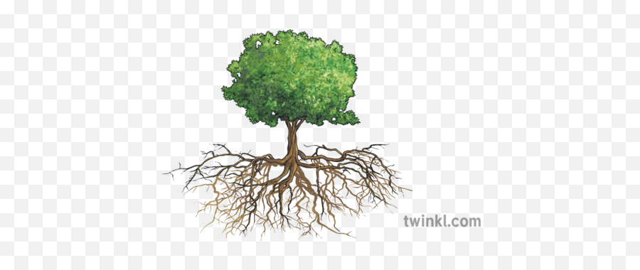 Tree With Roots Illustration - Parts Of A Tree In English Png,Tree With Roots Png