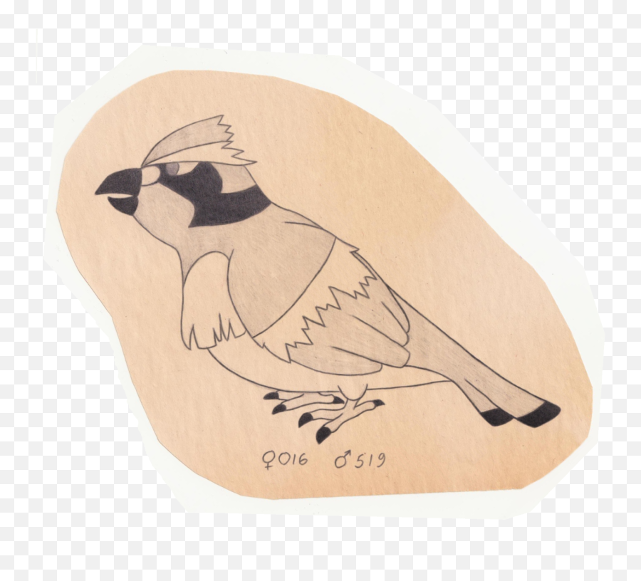 The Pokemon Ornithologist Pidgey - Perching Bird Png,Pidgey Png