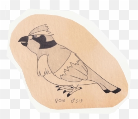 The Pokemon Ornithologist Pidgey - Perching Bird Png,Pidgey Png