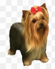 Laphamsyorkies - Vulnerable Native Breeds Png,Yorkie Png