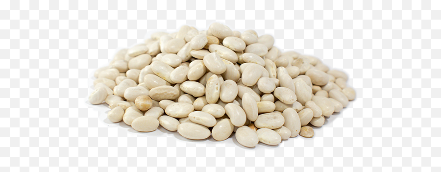 White Beans Great Northern - Mojette Beans Png,Bean Transparent