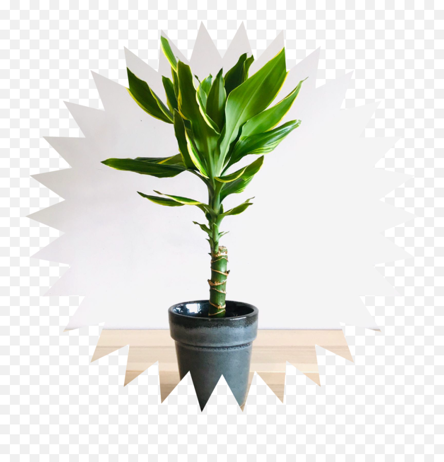 Care U2014 Potty Mouth - Decorate Lucky Bamboo Plant Png,Corn Plant Png