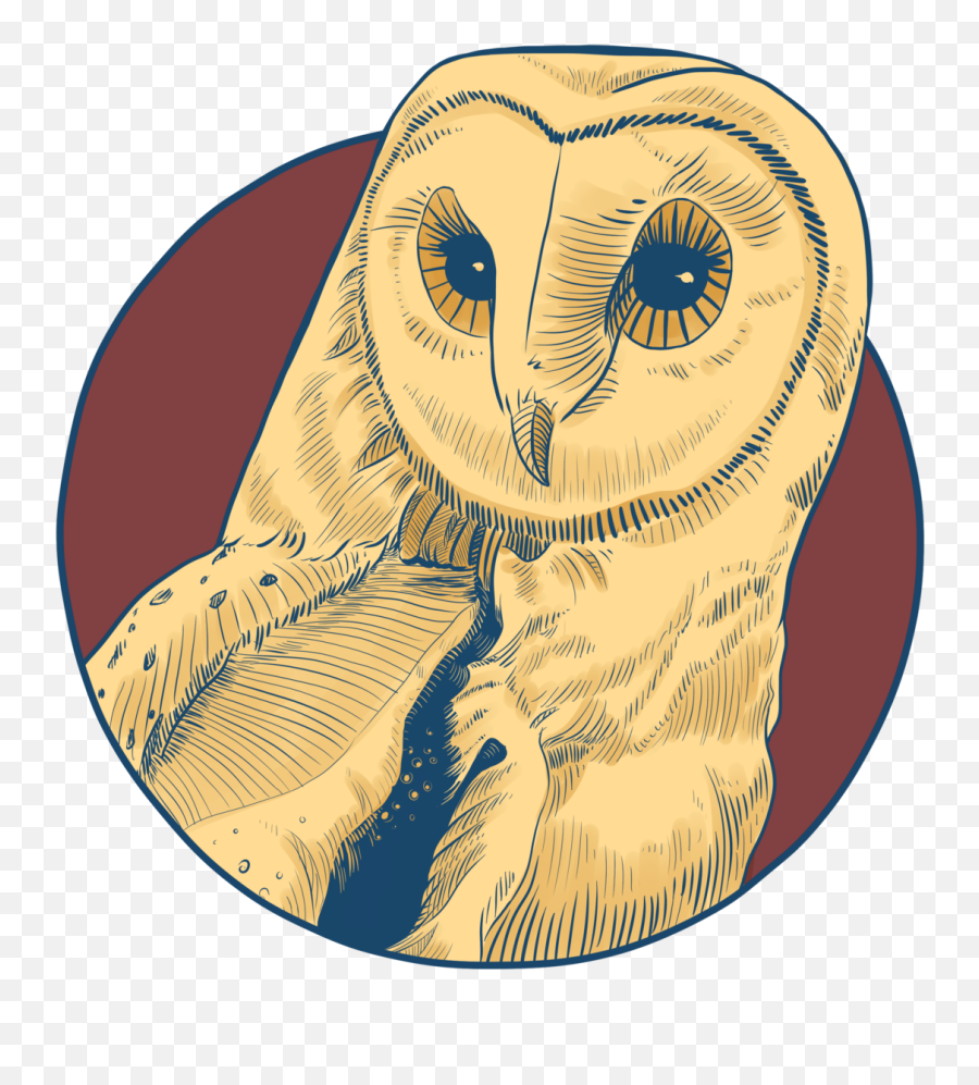 Download Barn Owl - Soft Png,Ovo Owl Png