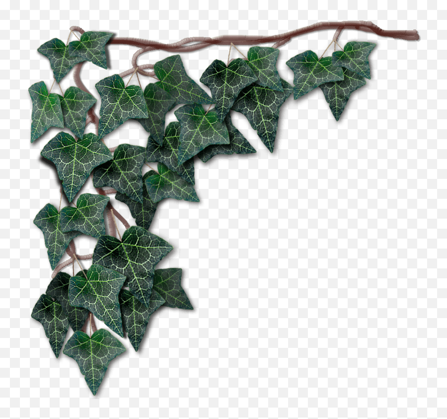 Dark Green Hanging Ivy Left - Ivy Png,Hanging Ivy Png