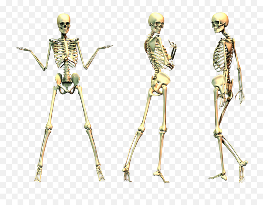 Skeleton Png - Sceletons Transparet,Skeleton Arm Png