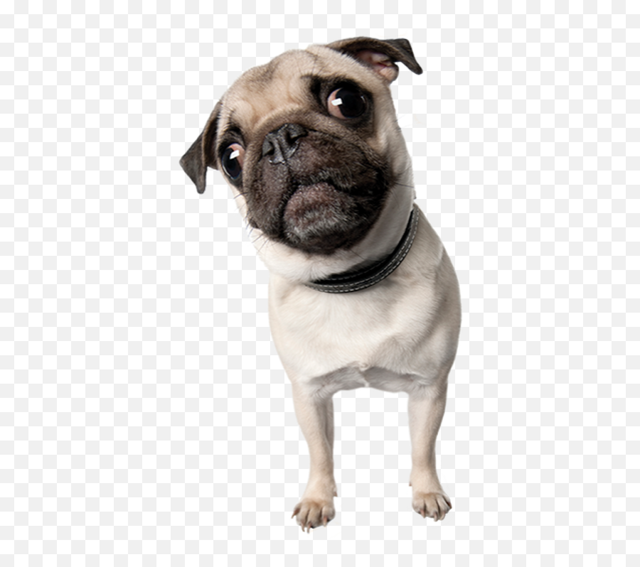 Dog Pug Snout Clipart - Pug Png,Pug Transparent