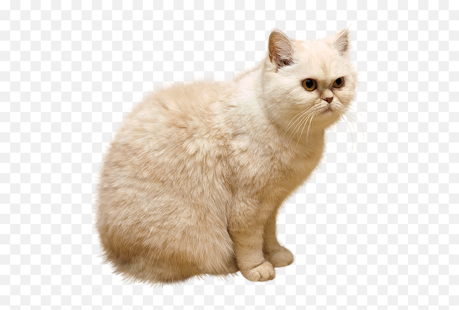 White Cat Png Mart - White Cat Png,Transparent Cat
