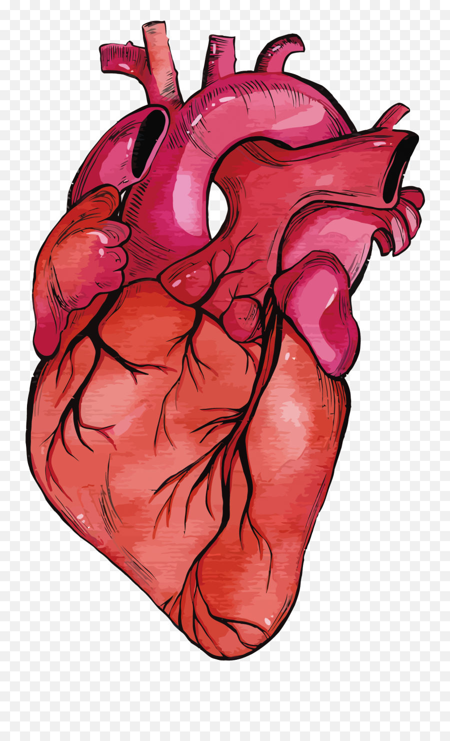 Anatomy Vector Human Heart Transparent - Transparent Background Real Heart Transparent Png,Anatomical Heart Png