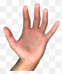 Nathalie Di Sciascio - Hand Gif Transparent Background png