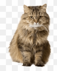 Kitten Care New Cat Essentials Burgess Pet - Eco Diana png
