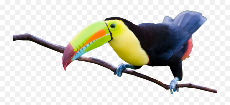 Download Share This Image - Imagenes Del Tucan Hermosos Png,Tucan Png