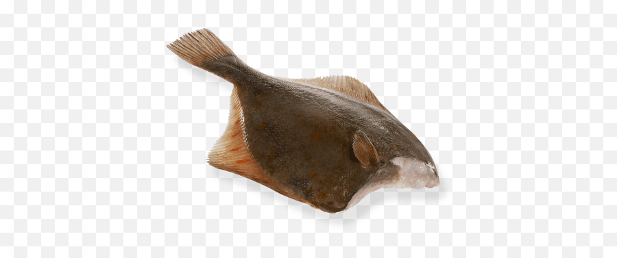 Flounder Head - Off U2013 Isola Fish Halibut Png,Flounder Png