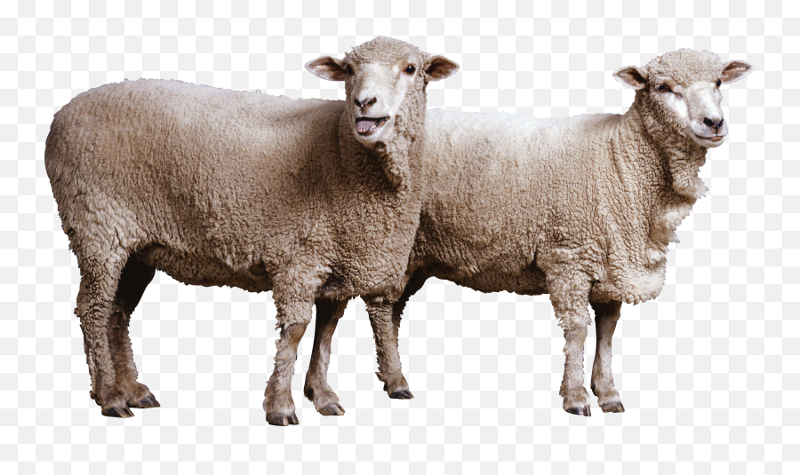 Sheep Png Transparent Images - Sheep Png,Sheep Png