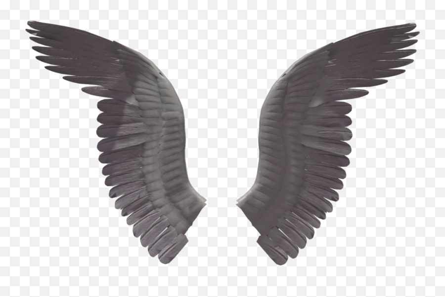 Black Wings Png Image - Purepng Free Transparent Cc0 Png Real Wings Transparent Background,Black Wing Png