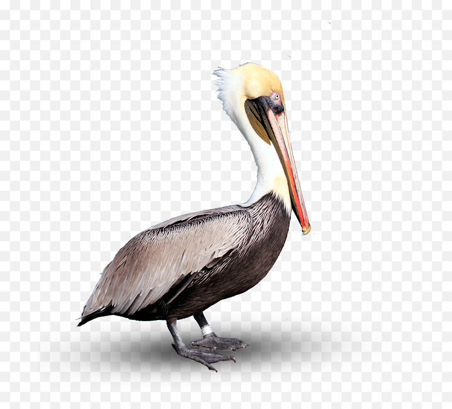 Pelican Png Download Image - Brown Pelican Png,Pelican Png