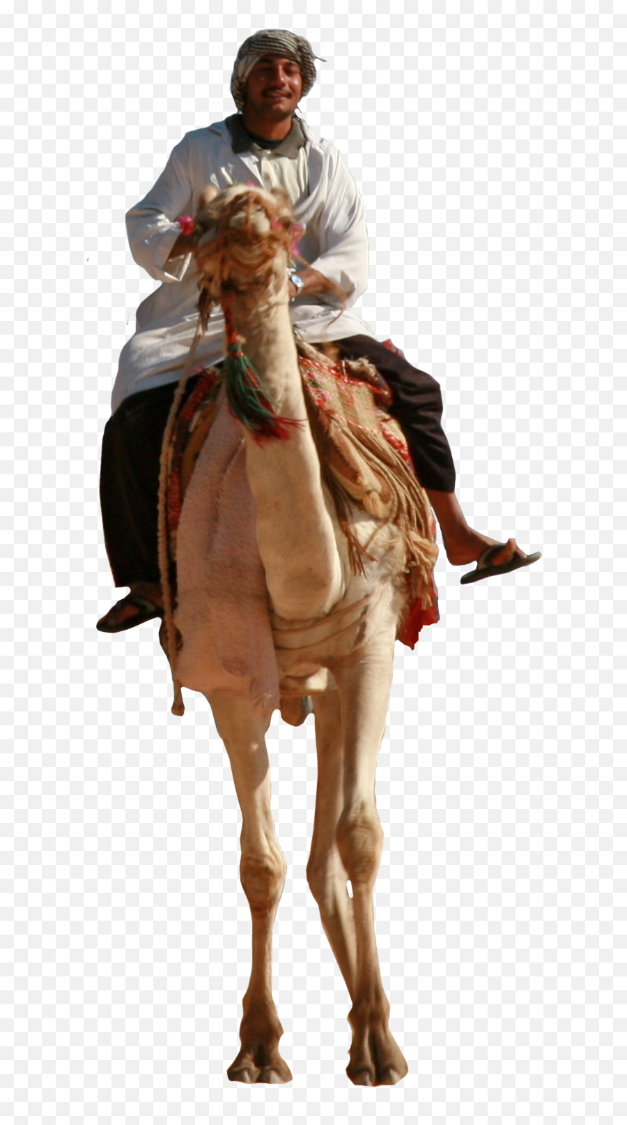 Camel - Man With Camel Png,Camel Png