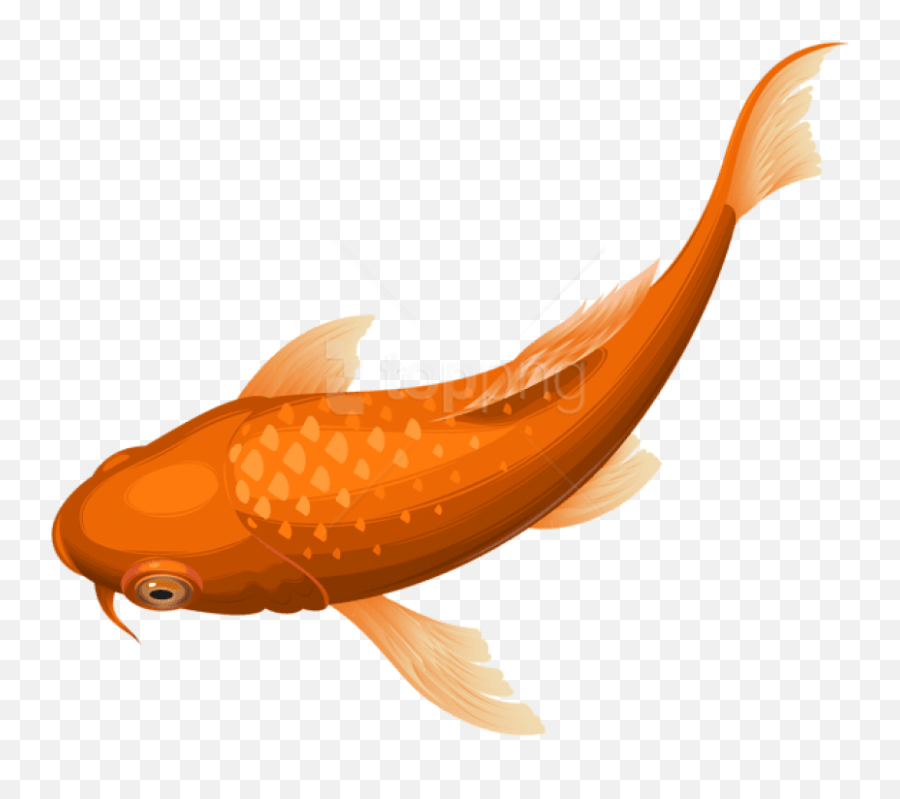 Free Png Download Orange Koi Fish - Clipart Fish Koi Transparent Background,Fish Clipart Transparent Background