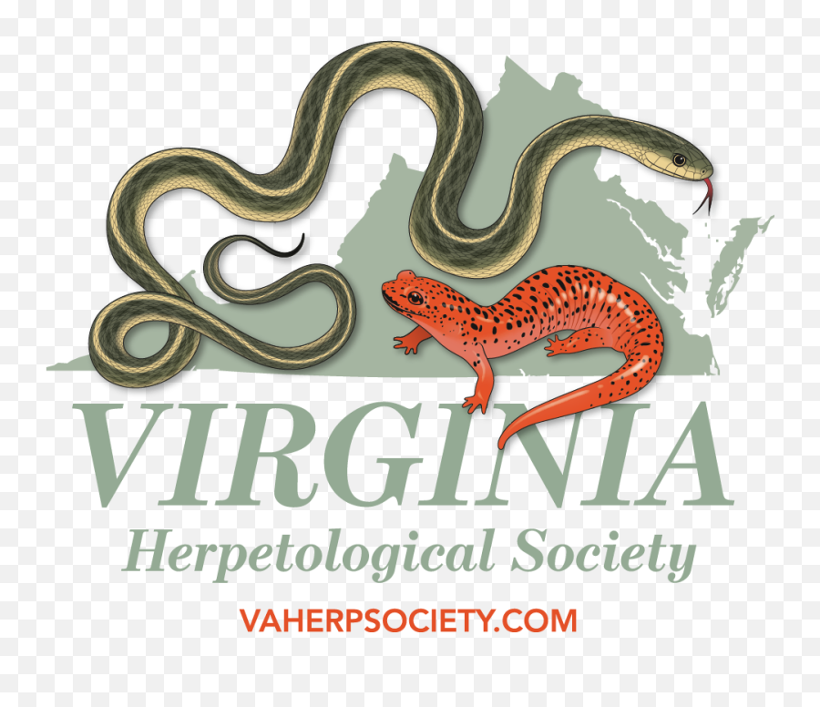 Copperheads And Similar Looking Harmless Species - Western Terrestrial Garter Snake Png,Snake Transparent Background