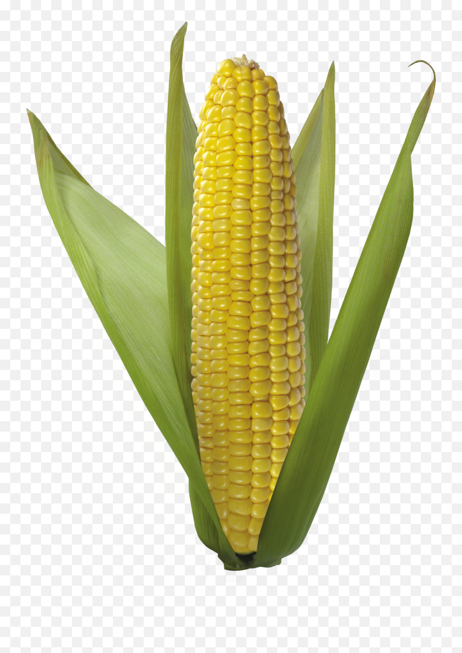 Corn Png Transparent - Corn Transparent,Corn Cob Png