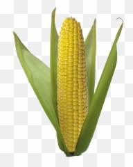 Corn Png Transparent